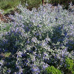 Teucrium fruticans