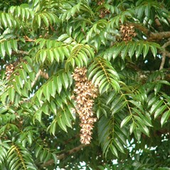 Toona ciliata