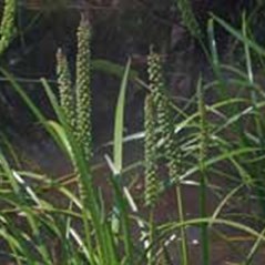 Triglochin procera