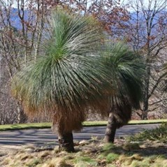 Xanthorrhoea australis