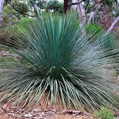 Xanthorrhoea semiplana ssp. semiplana