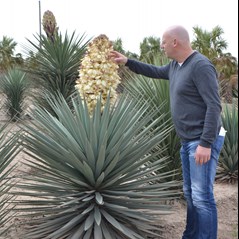 Yucca treculeana